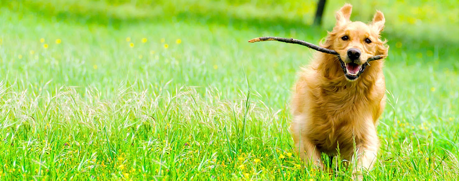 Dog Names That Start With Bi Popular Male And Female Names Wag 